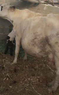 سلام یه عدد گاو درشت پول لازم