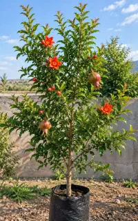 انار ارسال به سراسر کشور