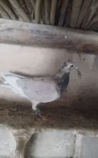تیکه دار