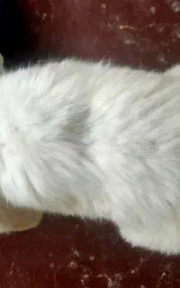 فروش دو خرگوش نروماده