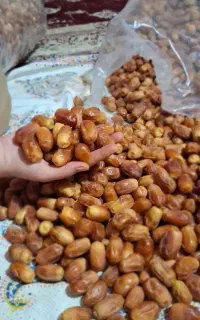 فروش قصب درجه یک.تازه بهبهان