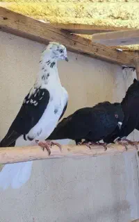 دمسفید