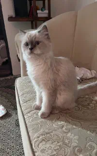 گربه هیکالین برای جف گیری نیازمند نر