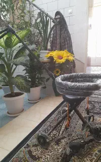 کالسکه رانو