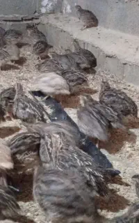 بلدرچین یک ماهه وجوجه محلی