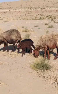 ۲میش زاییده بره دار نر    هردو بره نر هست