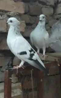 کبوتر شامی