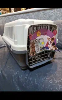 باکس سگ، گربه