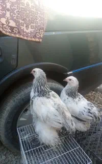 جوجه مرغ برهما لایت