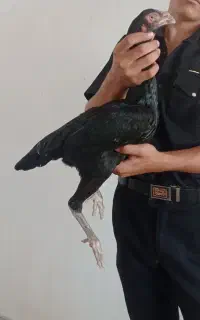 تعدادی مرغ‌لاری