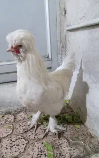 خروس سلطان