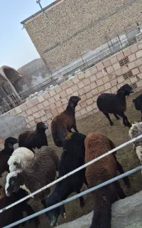 بره نر سبک سنگین بومی ترکی افشار