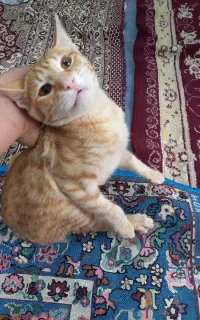 گربه