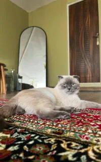 گربه نر اسکاتیش آماده برای جفت گیری