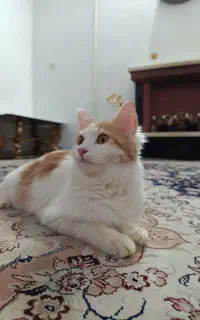یک عدد گربه