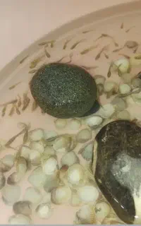 بچه گوپی/ خوراک ماهی گوشتی