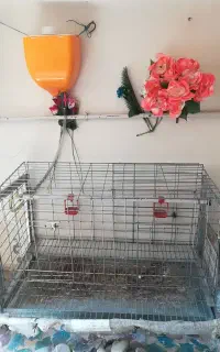 قفس مرغ