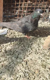 کفتر گره در هشت بندی