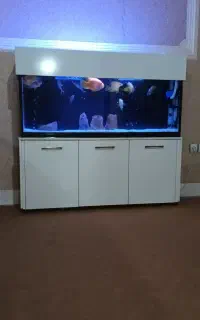 اکواریوم و متعلقات میزو شیشه.بدون ماهی
