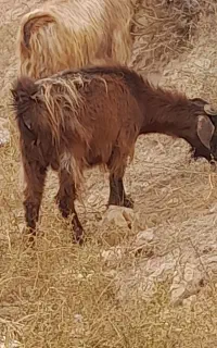 ۱عدد بز جوان کوعر