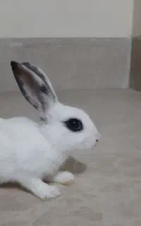 خرگوش سالم