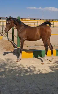کره مادیان پنج نشان