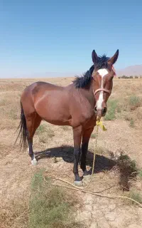 اسب دو ساله