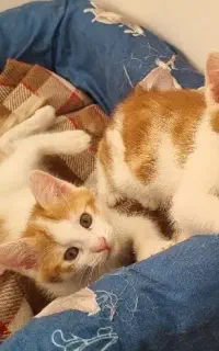 گربه های کوچولو