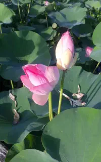قایق سواری در تالاب زیبای بندرانزلی