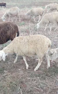 فروش گوسفند رومن .چند قلو زا