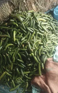 خیار معمولی کیلو50خیارشوری 90