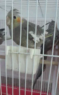 عروس هلندی
