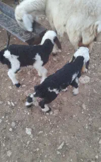 بره شیری در فیروزآباد