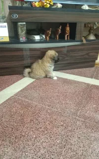 سگ فلت ۲ ماهه