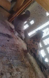 کبوتر  سرور