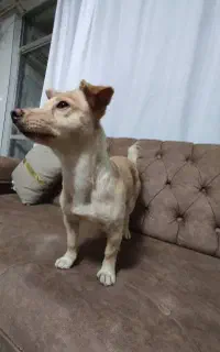 گمشده