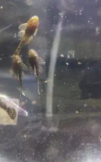 لجن‌خوار