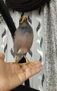 مینا ۴ ماهه