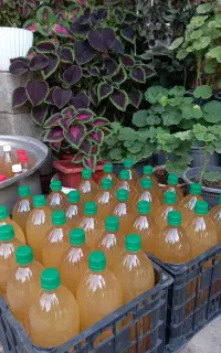 آبغوره طبیعی