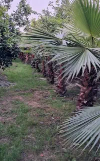 پالم