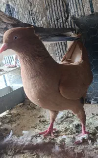 کبوتر دم سفید