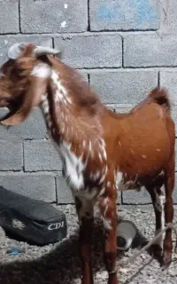بزچپشت فروشی