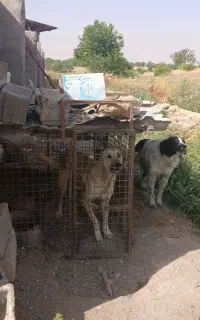 واگذاری