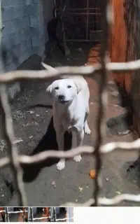 سگ نگهبان ماده