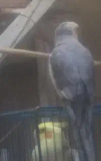 گمشده