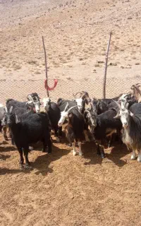 بز  دوبر عراقی