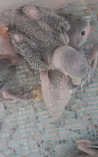 جوجه ملنگو سرلاکی
