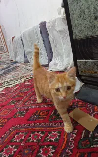گربه پرشین
