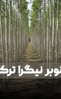 نهال صنوبر .بهترین نهال ها بهترین برداشت ها
