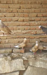 تعدادی کبوتر